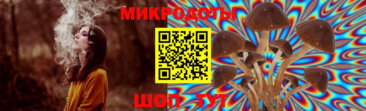 Псилоцибиновые грибы Psilocybe Ейск